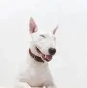 akiの画像
