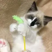 Hashi