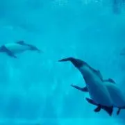 ほりの画像