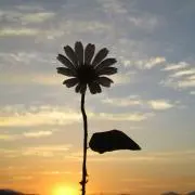 あちゃの画像