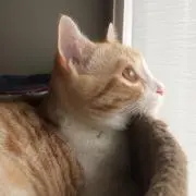 こむちゃんの画像
