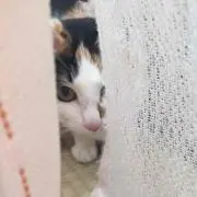 あやか