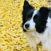 ジェムソンの画像