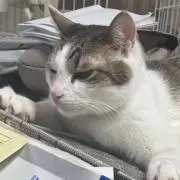 Catの画像
