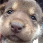 もち
