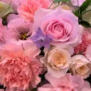 sakuの画像