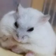 sugarの画像