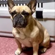 ちゅうさん
