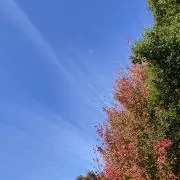 のんしやんの画像