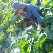 比嘉直子❰美らfarm705❱の画像