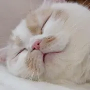 もちごめ