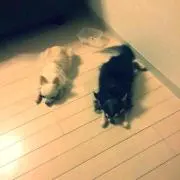 みみはる