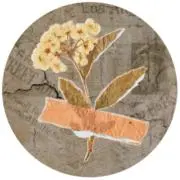 ✴︎.。.:*・の画像