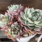 はじめの画像