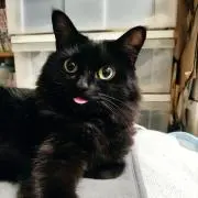 ぽんすけ