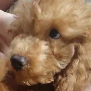 蘭の画像