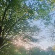 きょんの画像
