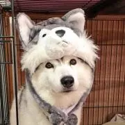 そよかぜ・ボーイ