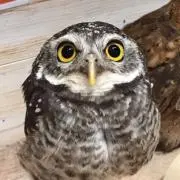 たいきの画像