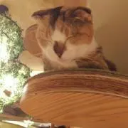 RiRiの画像