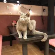 ぽむの画像