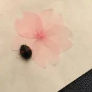 なごみ