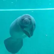 ロンちゃん
