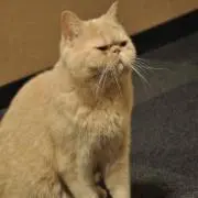 しかく
