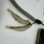 ひーくんの画像
