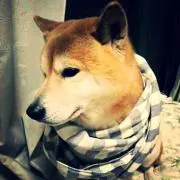 松子