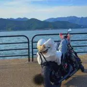 ベンガルの画像