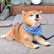 しばの画像