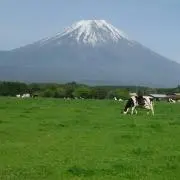 ニャンコ