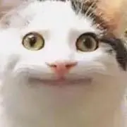 もちもちボーイの画像