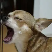 アンクルトムの画像