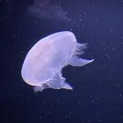 はんなりの画像