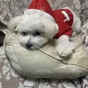 mie