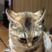 じゃーきーの画像