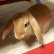 ふく