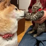 プロフ必読☆値下げ交渉可能の画像