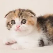 タカラの画像