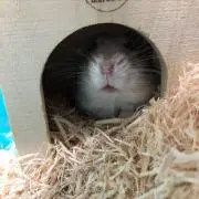 さんままの画像