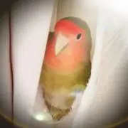 ミホ