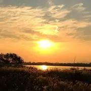 Mimozaの画像
