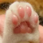 プロフィール必ず見てね(ᵔᴥᵔ)リコピン