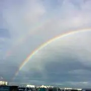 たまの画像