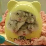グク
