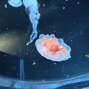 彗の画像