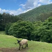 ドナテロ