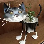 nekomama